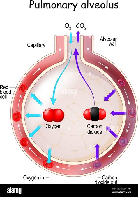 anatomy of gas